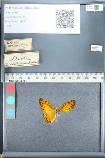 Media type: image;   Entomology 158970